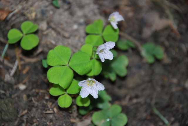 Oxalis acetosella